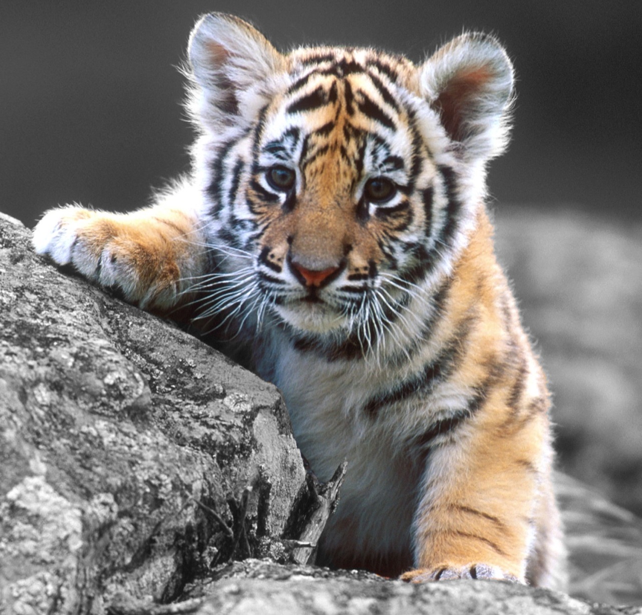 tiger-an
